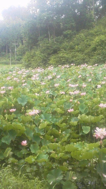 2015072119490000.jpg