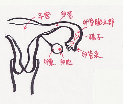 子宮