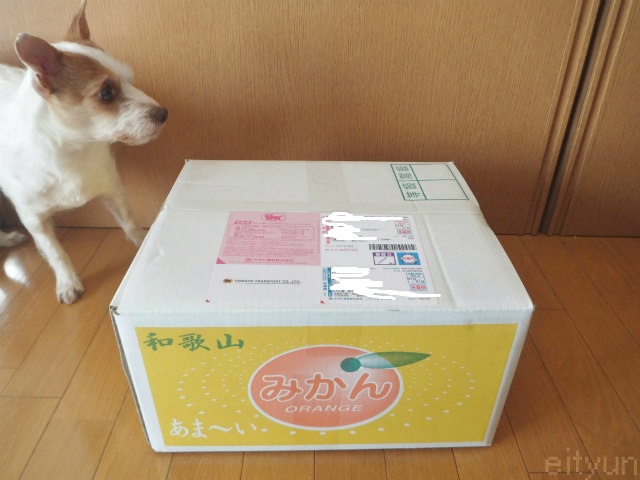 めだか屋@楽天201602~WM.jpg