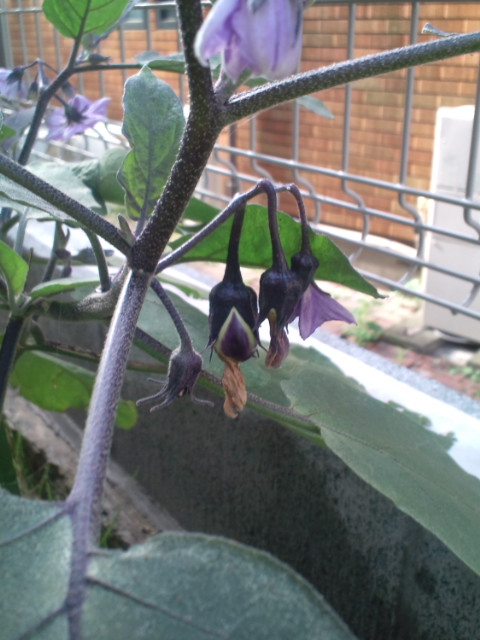 20110806072248.jpg