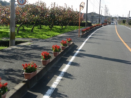 うきはサルビア通り
