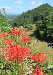 ひがん花