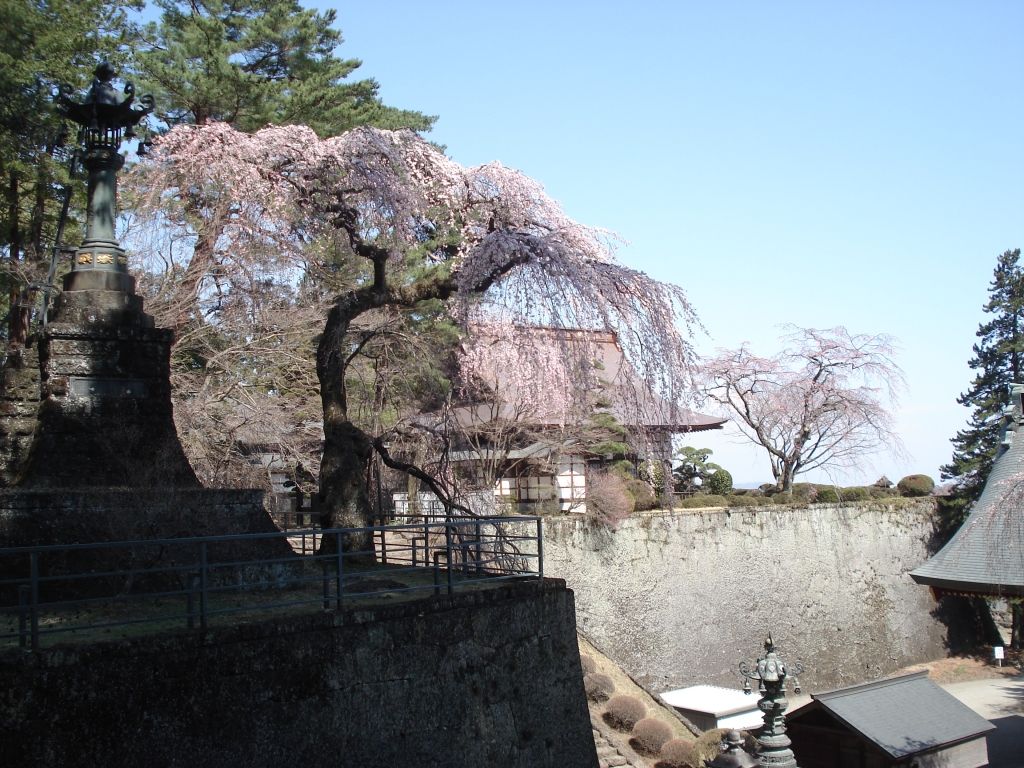 妙義神社 枝垂れ桜