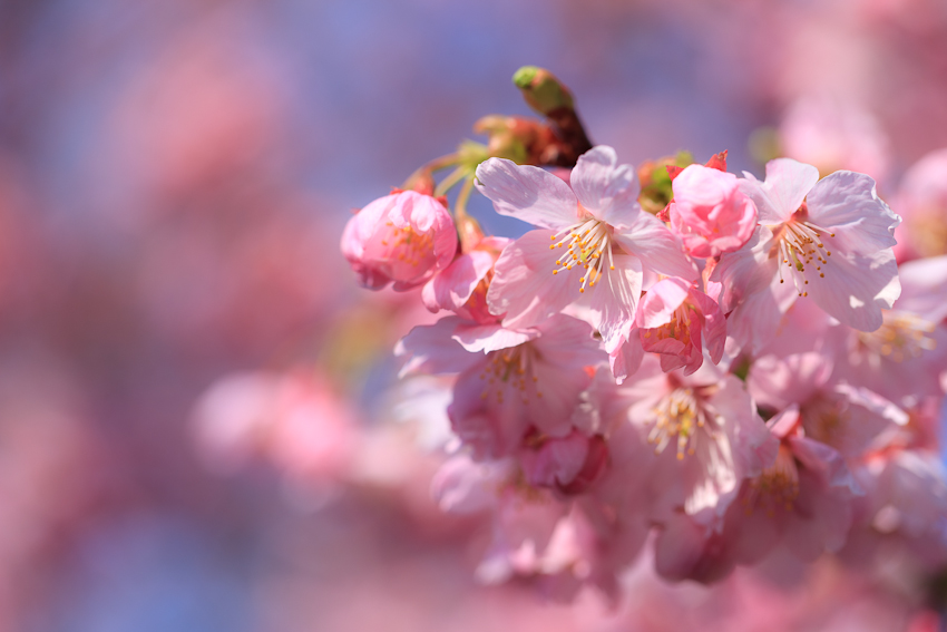 20110329_新宿御苑他_0014.jpg