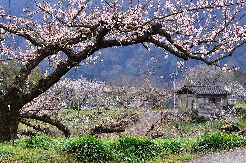大山梅まつり