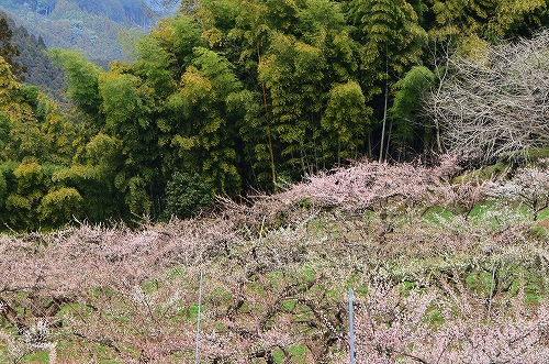 大山梅まつり
