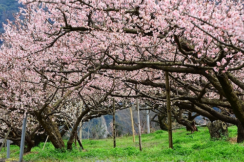 大山梅まつり