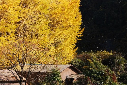 阿蘇一の宮神社