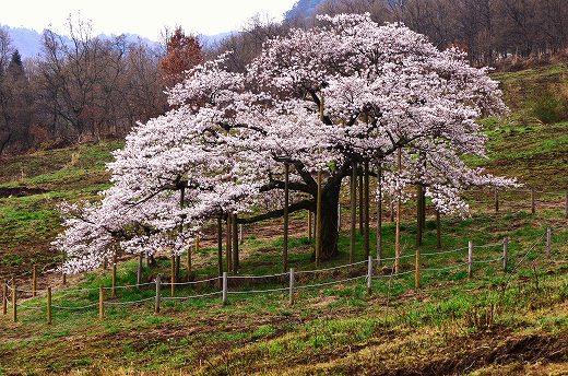 観音桜