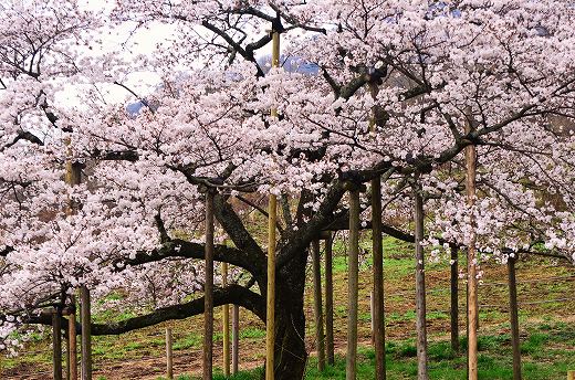 観音桜