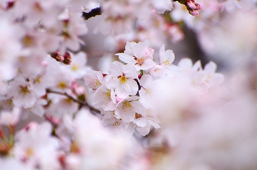観音桜