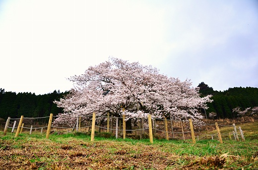観音桜