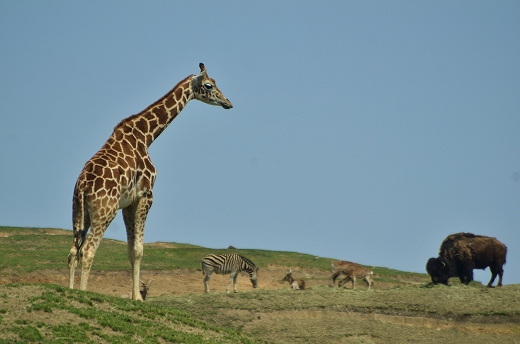 アフリカンサファリ