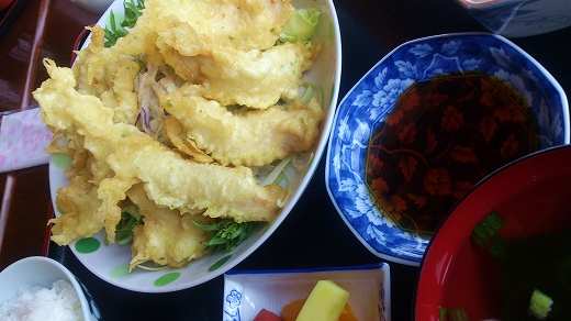 杵築 松樹
