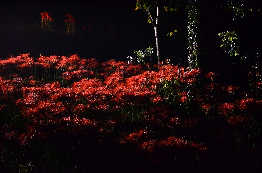 夜の七ッ森古墳群 彼岸花
