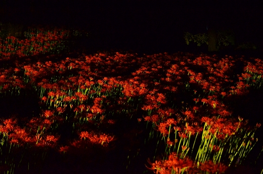 夜の七ッ森古墳群 彼岸花