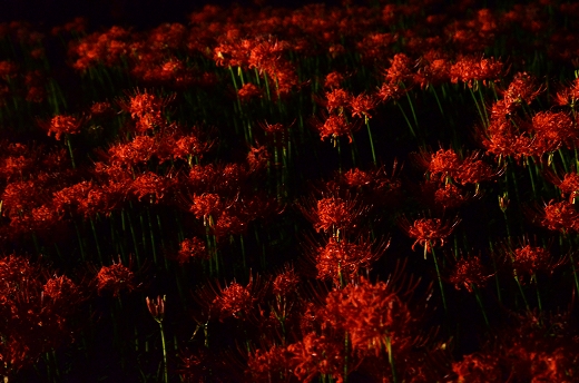 夜の七ッ森古墳群 彼岸花
