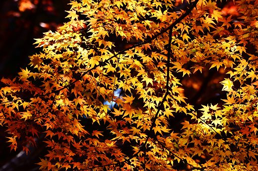 普現寺の紅葉
