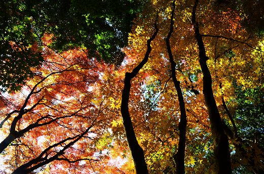 普現寺の紅葉