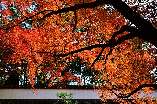 普現寺の紅葉