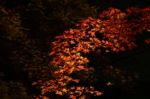 用作公園の紅葉&ライトアップ