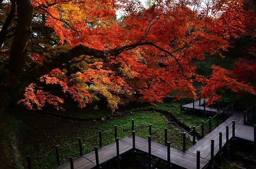 用作公園の紅葉&ライトアップ