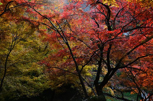 用作公園の紅葉&ライトアップ
