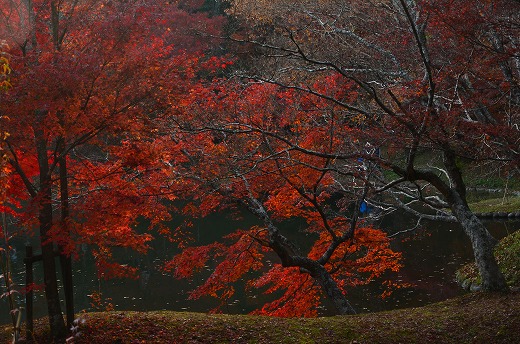 用作公園の紅葉&ライトアップ