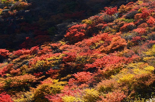 くじゅう連山 紅葉 2015