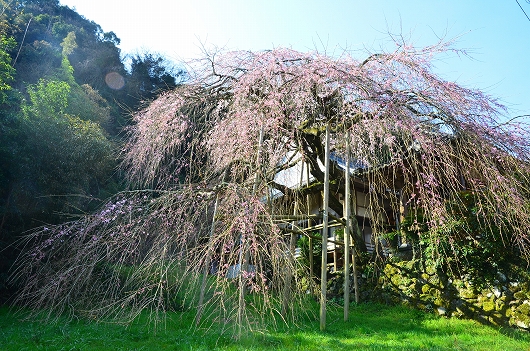 西照寺のしだれ桜
