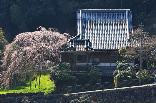 西照寺のしだれ桜