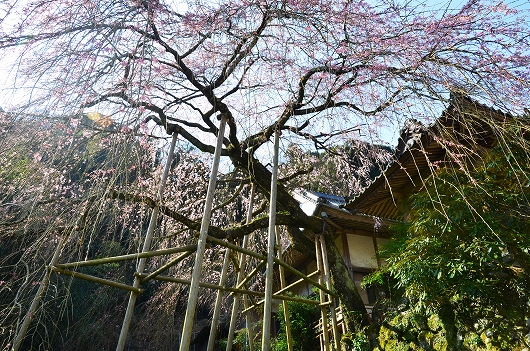 西照寺のしだれ桜