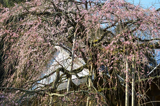 西照寺のしだれ桜