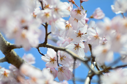 深泉寺 枝垂れ桜