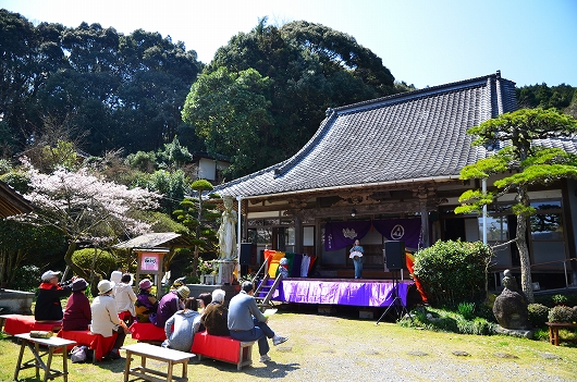 深泉寺 枝垂れ桜