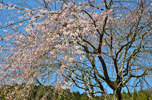 深泉寺 枝垂れ桜