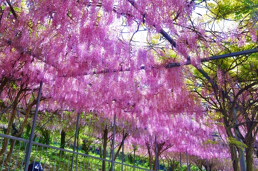 四日市 千財農園