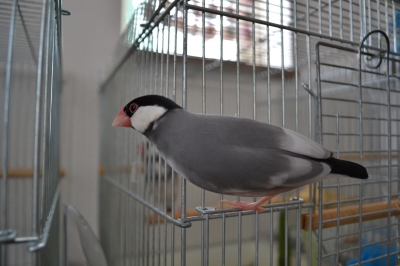 およよ