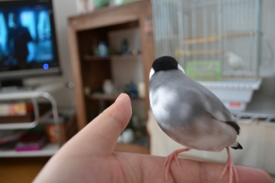 こわいわー