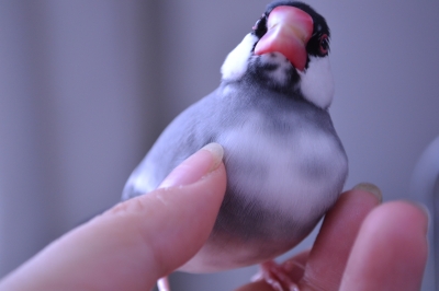 あいかわらずのだんご
