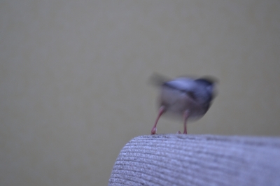てぃ!
