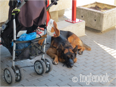 エストニアのまちぼう犬