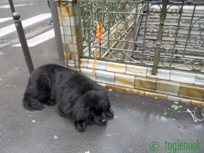 フランス パリのまちぼう犬 留守番犬