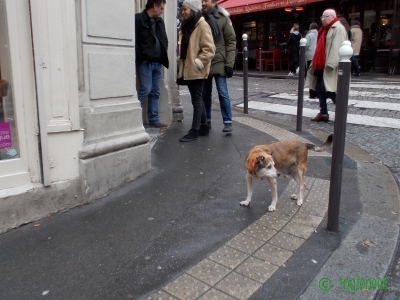 フランス パリのまちぼう犬 留守番犬