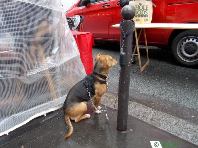 フランスのまちぼう犬 留守番犬
