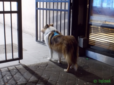 フランス パリ まちぼう犬