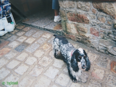 フランスのまちぼう犬