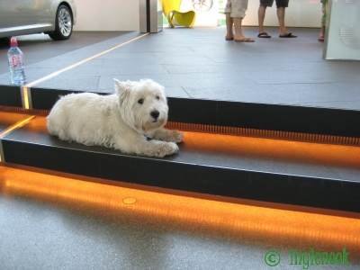 ドイツのまちぼう犬 BMW ワールド