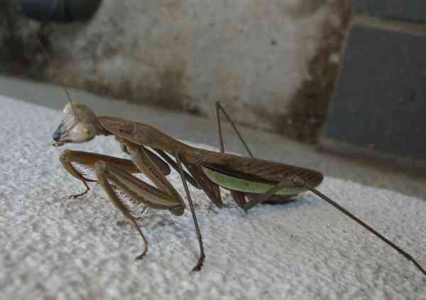 カマキリって越冬するの Kuniのもろもろブログ