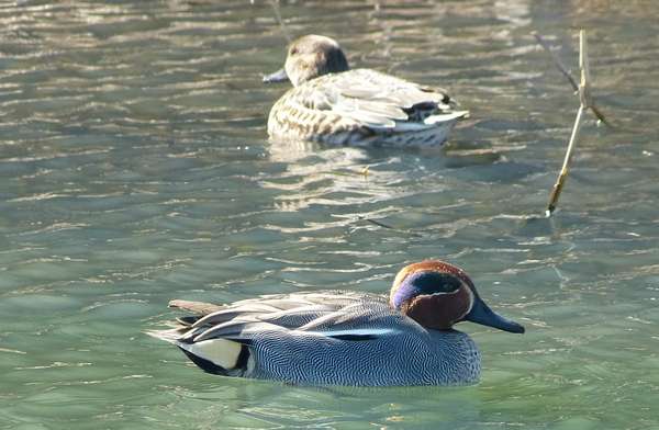 根木内歴史公園にて
